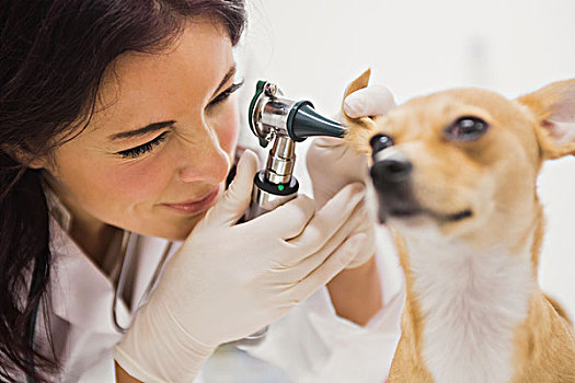 兽医,检查,耳,狗,诊所