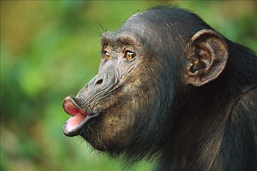 黑猩猩,类人猿,成年,女性,加蓬