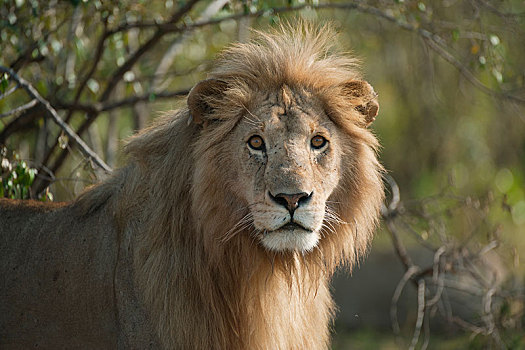 狮子,雄性,塞伦盖蒂,裂谷省,肯尼亚,非洲