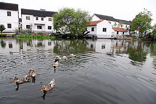 锦溪,古镇,建筑,江南,水乡,小桥,桥梁,河流,河道,渔舟,渔船,小巷,风情,风光,旅游,景点,古色古香,民居43