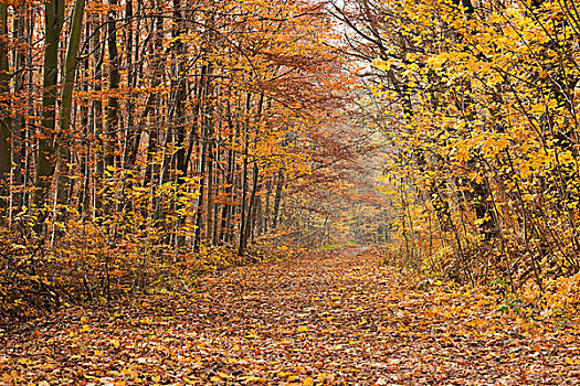林中小径,秋天,图林根州,德国,欧洲
