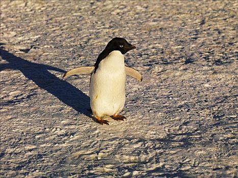 企鹅,阿德利企鹅,富兰克林,岛屿,南极