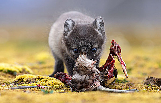 北极狐,幼仔,捕食,斯瓦尔巴特群岛,挪威