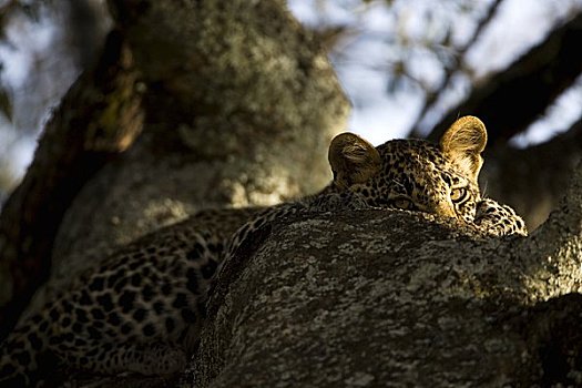 豹,休息,马赛马拉国家保护区,肯尼亚