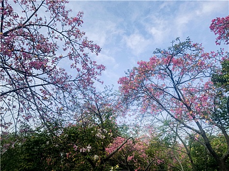 广州2022年11月暖冬紫荆花盛开的天河公园一角