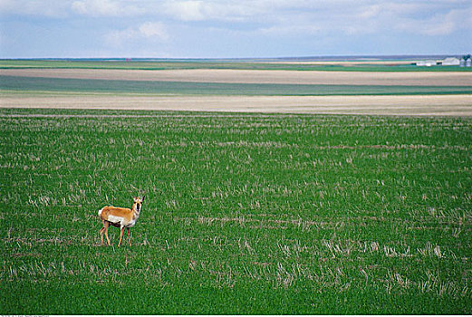 叉角羚,萨斯喀彻温,加拿大
