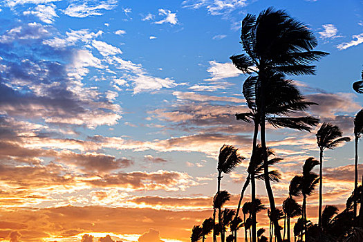 棕榈树,剪影,彩色,晨空,背景,伊斯帕尼奥拉岛,岛屿,多米尼加共和国