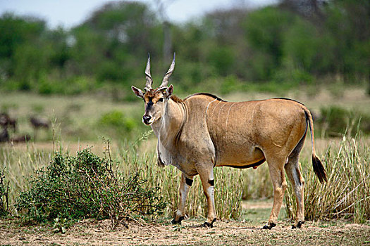 巨大,大羚羊,捻角羚,塞伦盖蒂国家公园,坦桑尼亚