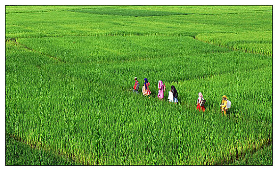 乡村,孩子,上学,走,脊,稻田,孟加拉,九月,2006年