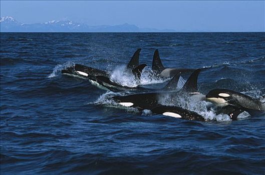 逆戟鲸,平面,奇奈峡湾国家公园,阿拉斯加