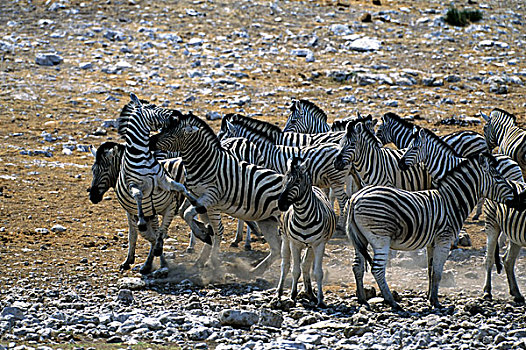 纳米比亚,埃托沙国家公园,斑马,争斗
