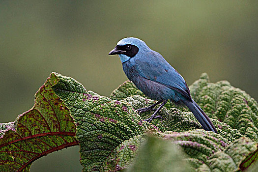 青绿色,鸟类,栖息,枝条,厄瓜多尔