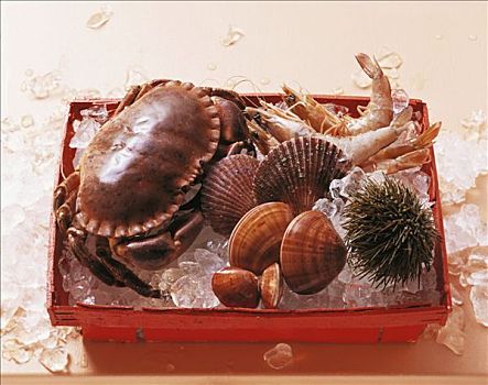 甲壳类,贝类,海胆,板条箱,冰