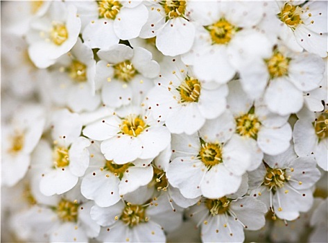 白色,绣线菊属,花