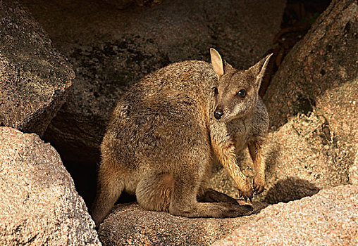 雌性,玛格内特岛,昆士兰,澳大利亚