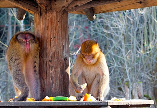 两个,短尾猿,吃,水果