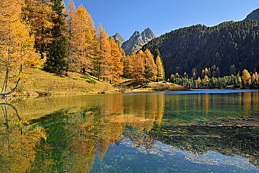 落叶松属植物,秋天,湖,瑞士,欧洲