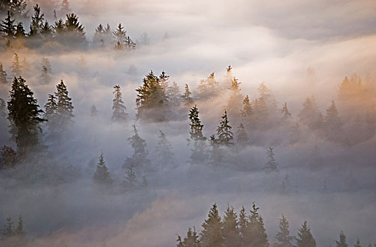 雾,树林,阿斯托里亚,俄勒冈,美国