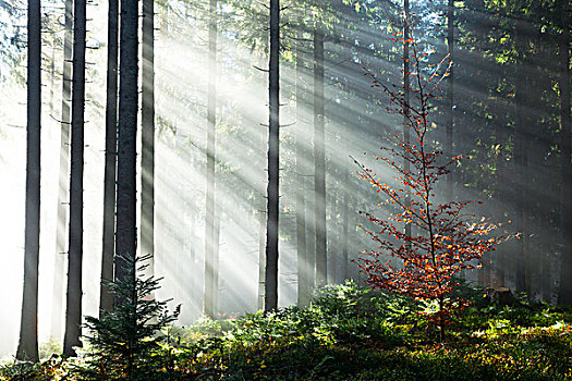 光线,阳光,发光,树,雾,云杉,树林,秋天,黑森林,巴登符腾堡,德国,欧洲