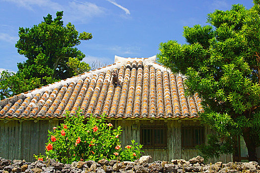 岛屿,冲绳,日本