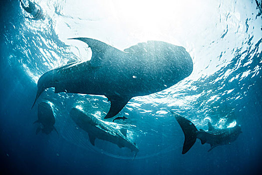鱼群,鲸鲨,靠近,水面,坎昆,墨西哥,北美