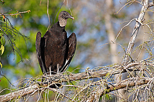 黑美洲鹫,保存,州立公园,佛罗里达