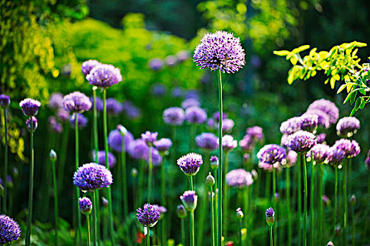 紫色,葱属植物,花园