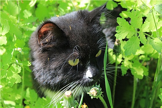 黑猫,白色,灌木