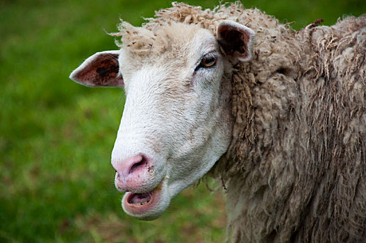 高山农场草原上,可爱的绵羊正在进食