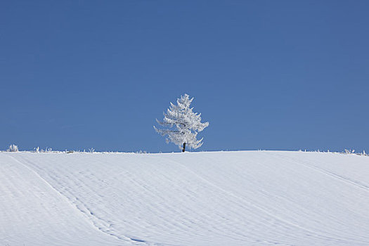 霜冻,树