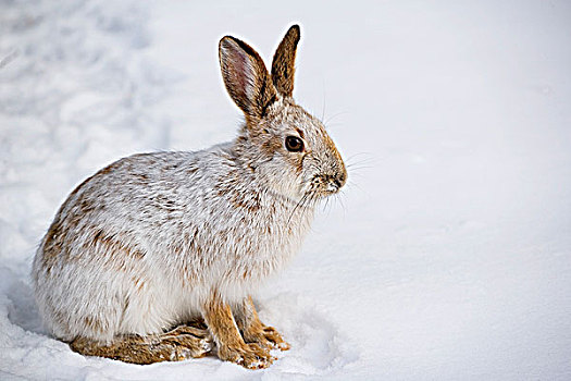 雪兔,冬天,外套,加拿大