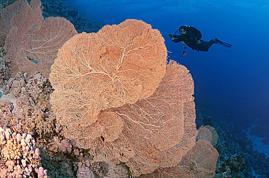 潜水,看,海扇,柳珊瑚虫,穆罕默德,国家公园,西奈,红海,埃及,非洲