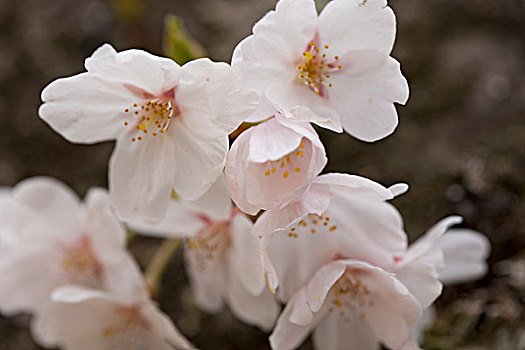 樱花,公园,京都,日本