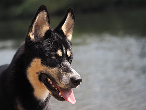 哈士奇犬,母狗