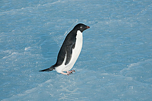 阿德利企鹅,走,冰,湾,东方,南极