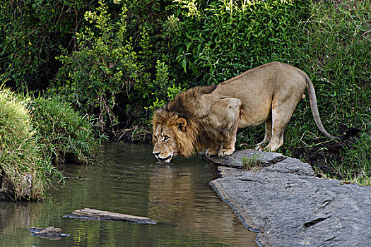 雄性,狮子,喝,马赛马拉国家保护区,肯尼亚,非洲