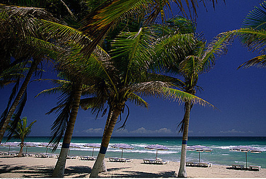 棕榈树,折叠躺椅,伞,海滩,玛格丽塔岛,委内瑞拉