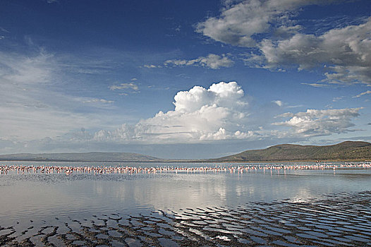 纳库鲁湖,风景,许多,进食,大红鹳,肯尼亚