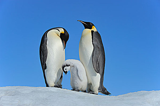 成年,帝企鹅,幼禽,雪丘岛,半岛,南极