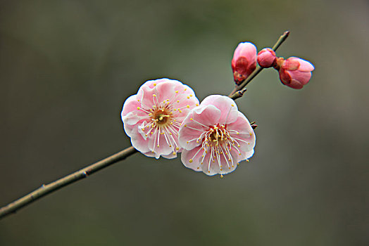 梅花