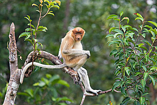 喙,猴子,树上,檀中埠廷国立公园,印度尼西亚