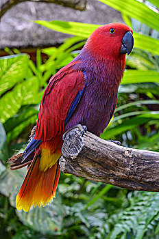 特写,红色,鹦鹉,栖息,树上,枝条,巴厘岛,印度尼西亚