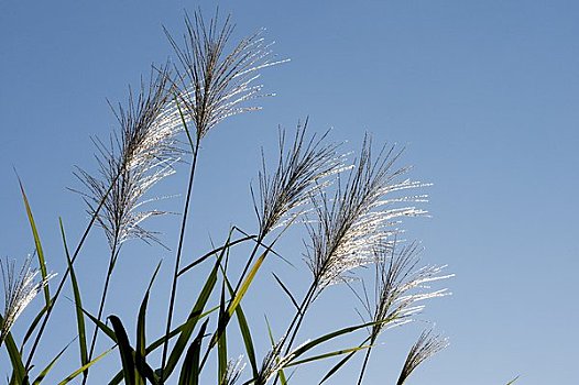 日本,银,草,清晰,蓝天