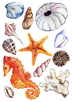 珊瑚虫简笔画彩色图片