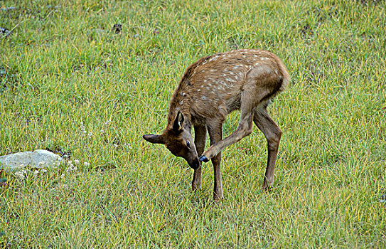 年轻,麋鹿,鹿属,鹿,艾伯塔省,加拿大