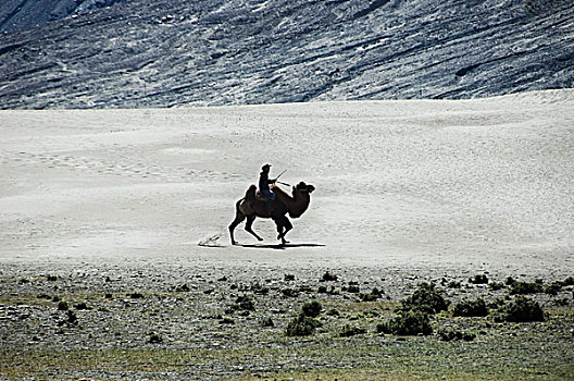 剪影,一个,男人,骑,双峰骆驼,山谷,查谟-克什米尔邦,印度