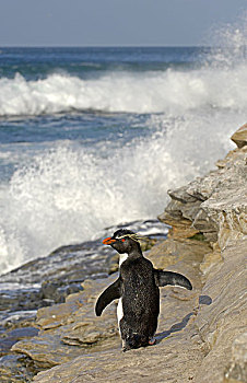 跳岩企鹅,企鹅,成年,站立,石头,波涛,福克兰群岛,南大西洋