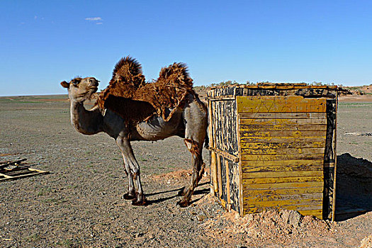 蒙古,骆驼,巴克特里亚,站立,等待,户外,设计,卫生间,戈壁沙漠,国家,公园,亚洲