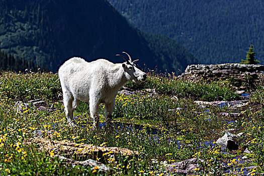 石山羊,冰川国家公园,蒙大拿,美国,北美