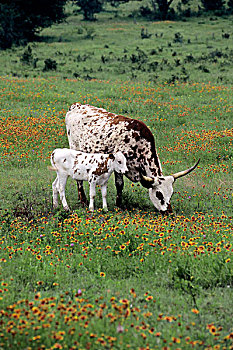 美国,德克萨斯,靠近,长角牛,母牛,印第安,毯子,花